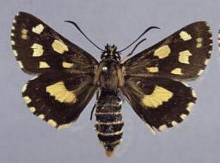 Oreisplanus perornatus