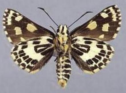 Oreisplanus perornatus