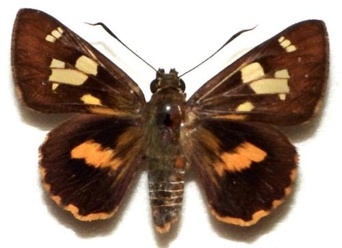 Trapezites symmomus
