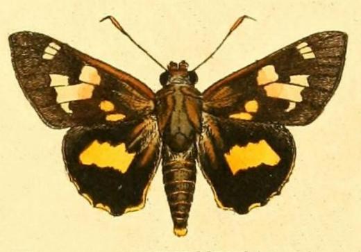 Trapezites symmomus