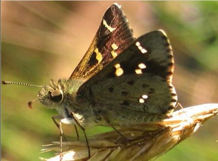 Pasma tasmanica