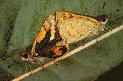 Ocybadistes walkeri