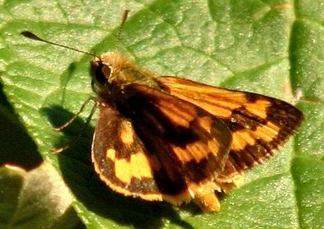 Ocybadistes walkeri