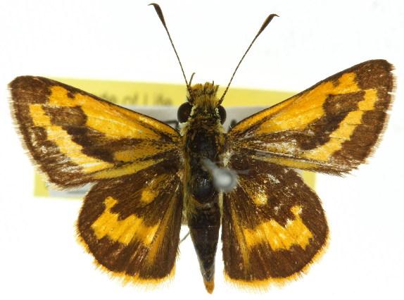 Ocybadistes walkeri
