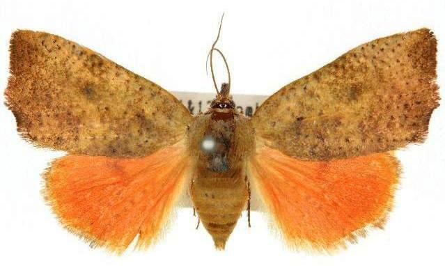Hyblaea ibidias