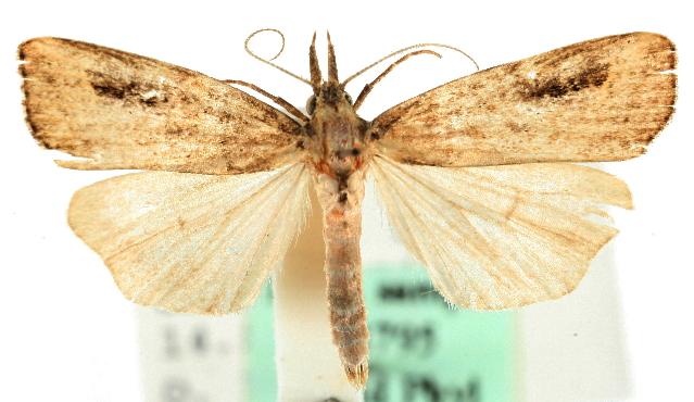 Schrankia costaestrigalis