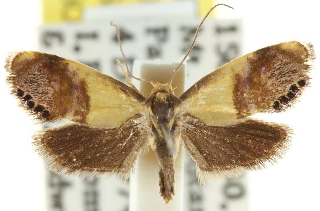 Eupselia beltera