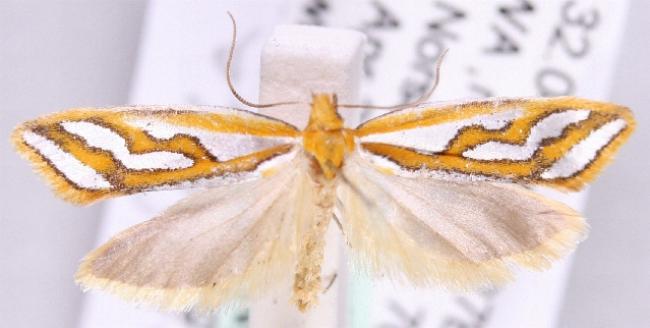 Thudaca campylota