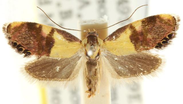 Eupselia tristephana