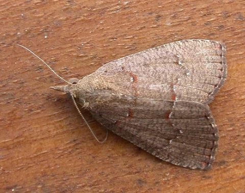 Aethalina asaphes