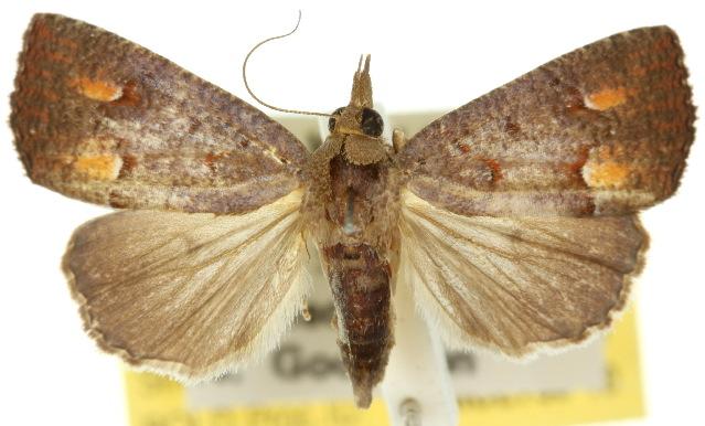 Aethalina asaphes