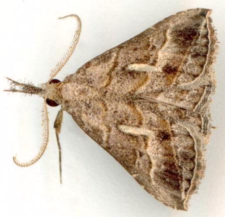Britha biguttata