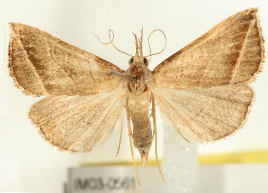 Britha biguttata