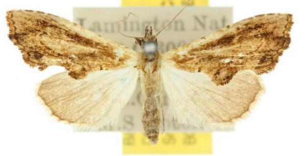 Arrade cristatum