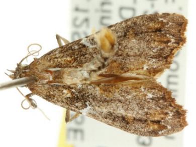 Arrade cristatum