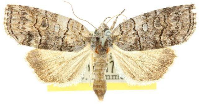 Calathusa dispila