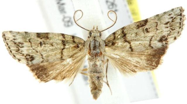 Calathusa eremna