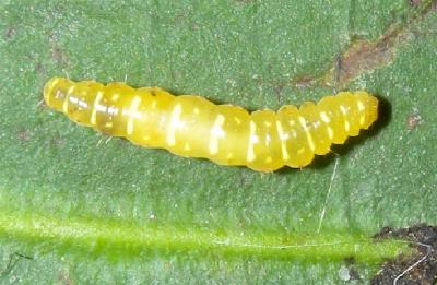 Hypena gonospilalis