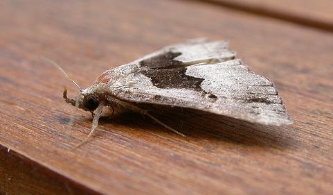 Hypena gonospilalis