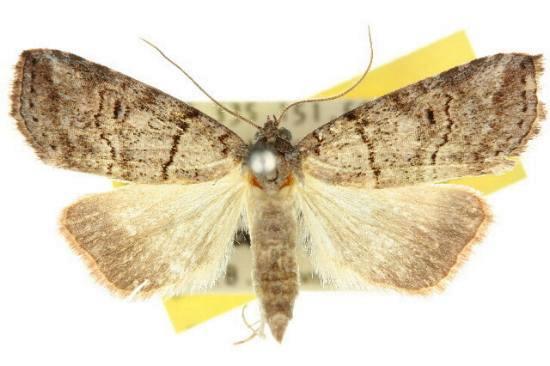 Calathusa hypotherma