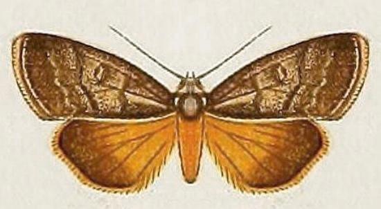Calathusa hypotherma