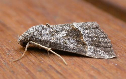 Hypena laceratalis