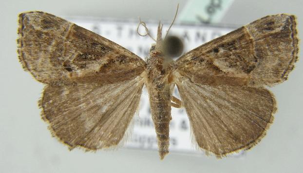 Hypena laceratalis