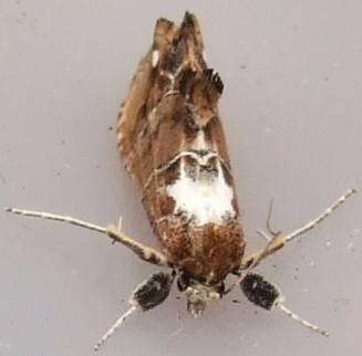 Arrade leucocosmalis