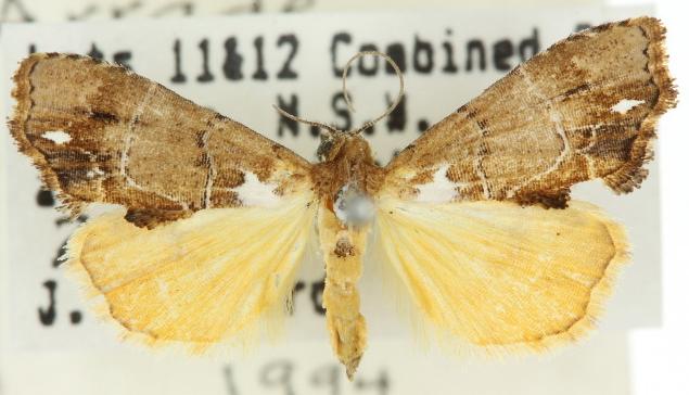 Arrade leucocosmalis