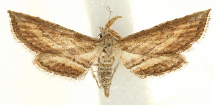 Stenopaltis lithina