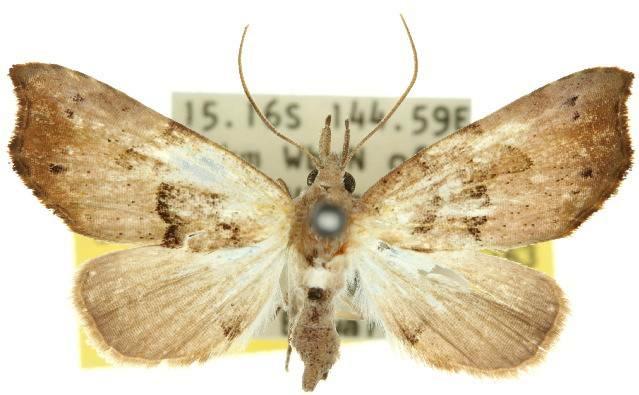 Mecistoptera lithochroa