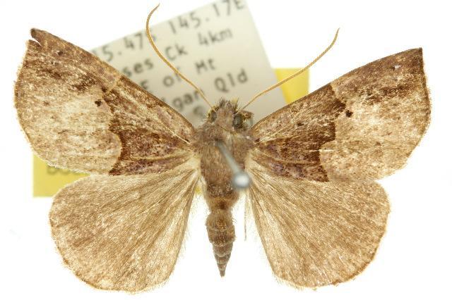 Hypena mandatalis