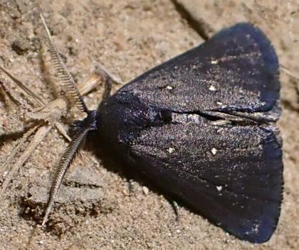 Elaphristis melanica