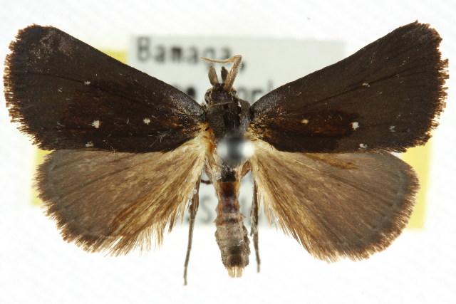 Elaphristis melanica