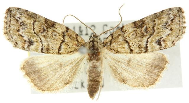 Calathusa mesospila