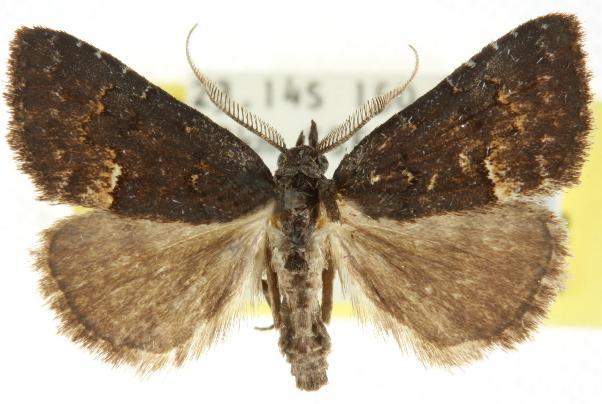 Elaphristis psoloessa