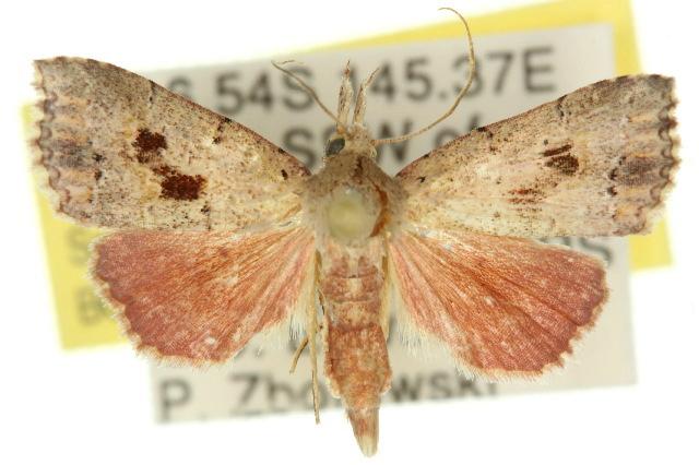 Metaphoenia rhodias
