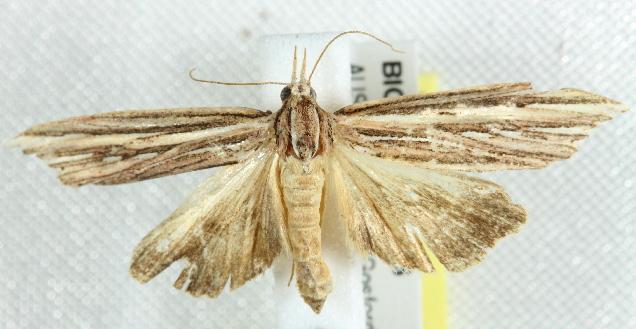 Meyrickella ruptellus