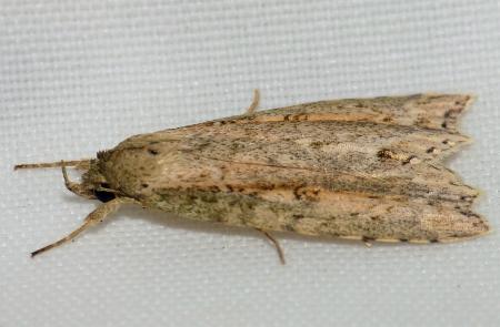 Olulis subrosea