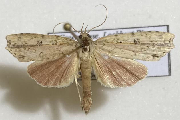 Olulis subrosea