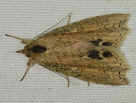 Olulis subrosea