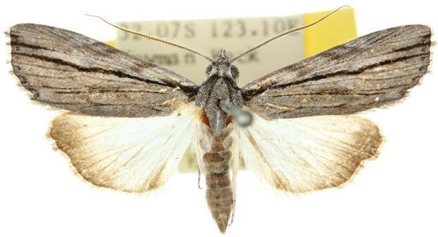 Calathusa thermosticha
