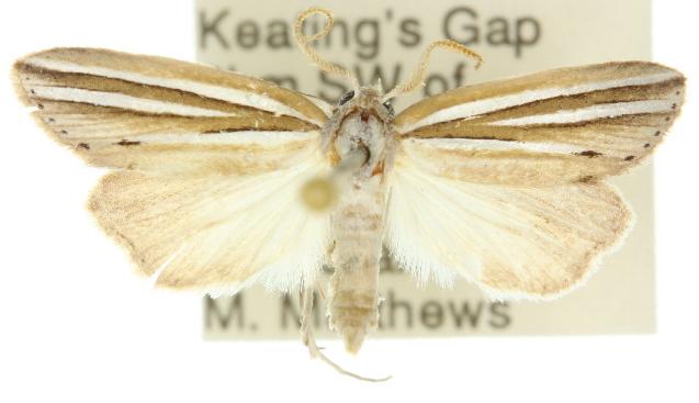 Prionopterina tritosticha