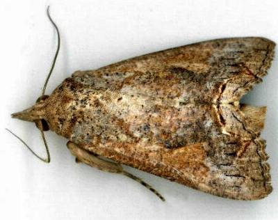Hypocala deflorata