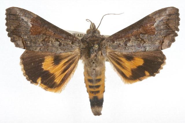 Hypocala deflorata
