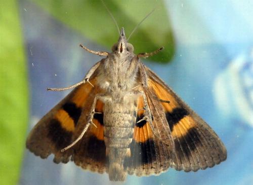 Hypocala deflorata