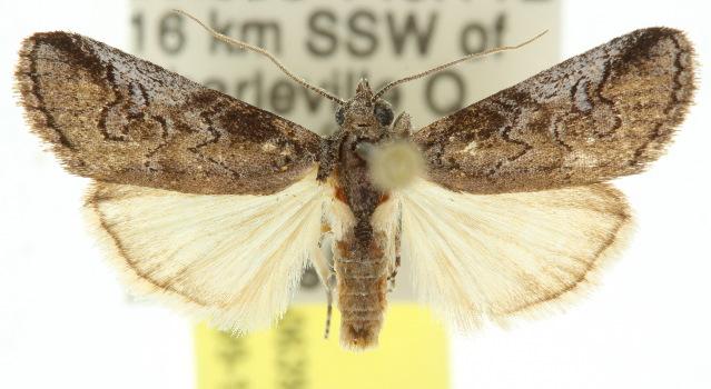 Hypoprora tyra