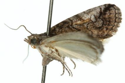 Hypoprora tyra