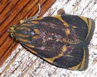 Imma lyrifera