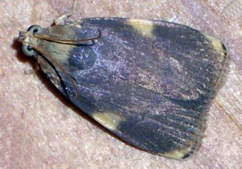 Imma platyxantha